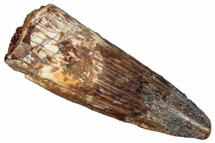 Fossil Spinosaurus Tooth - Real Dinosaur Tooth #353030